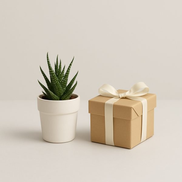 Planta pequena, vaso e item de mesa — imagem ilustrativa